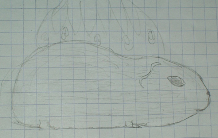 http://www.chons.fr/uploads/images/concours%20dessin%20avril10/cochon%20d-inde-clea.jpg