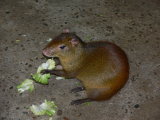 agouti