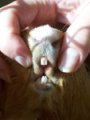 dents cavia