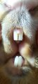 dents cochon d'inde