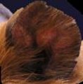 Oreille de cochon d'inde
